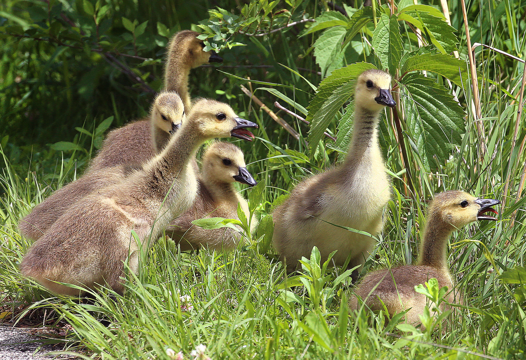 New feathered family